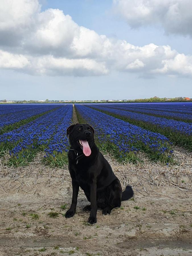 Luxe Zomerwoning Met Omheinde Tuin Voor Hond En Kinderen Dirkshorn Kültér fotó